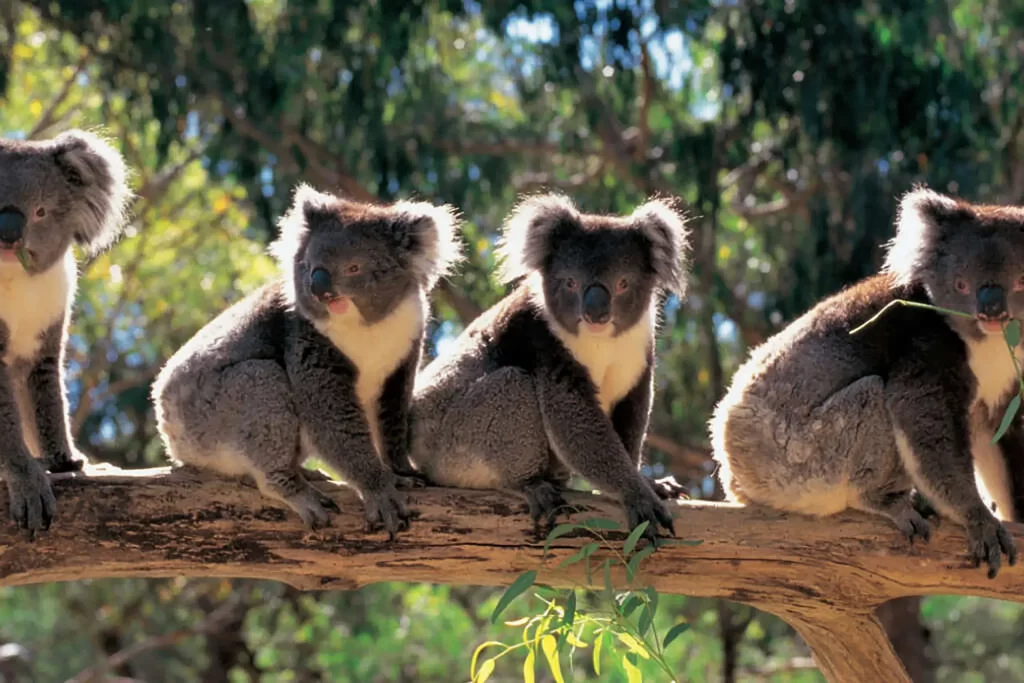 Cleland wildlife park row of koalas