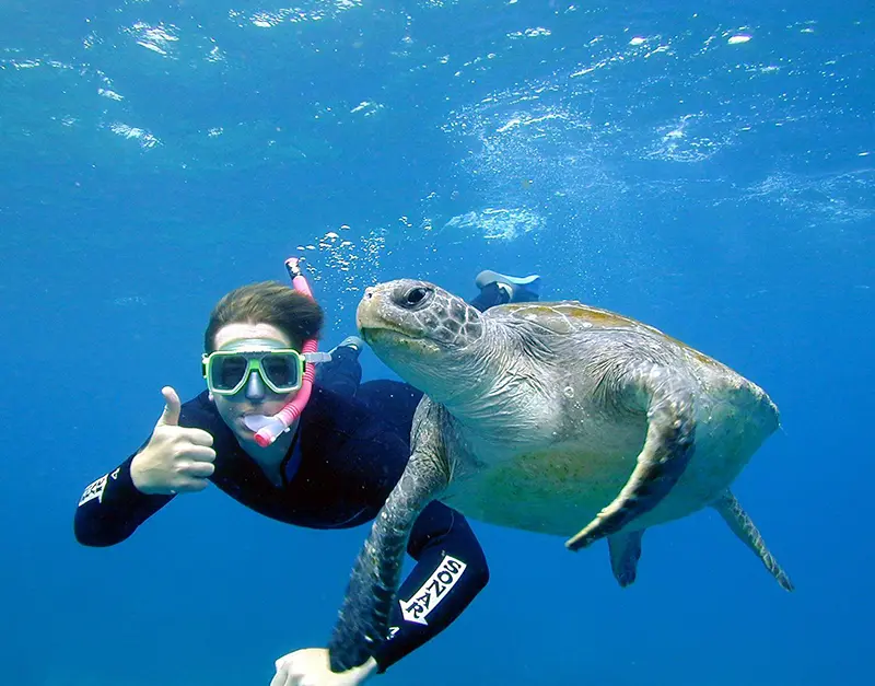 Turtle and snorkeller