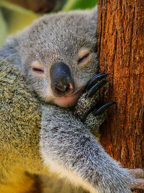 cute koala at koala gardens kuranda