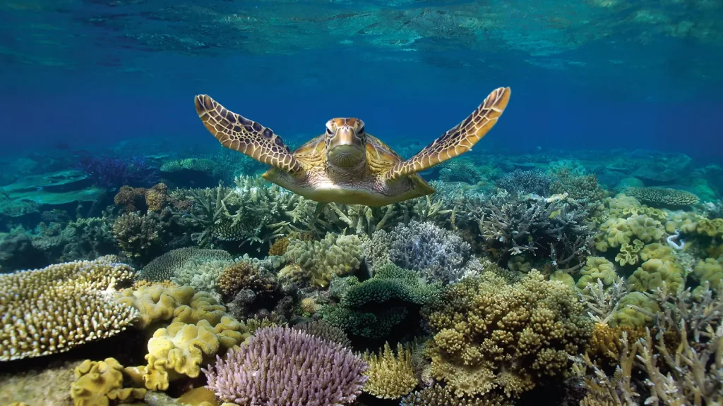 Turtle at moore reef