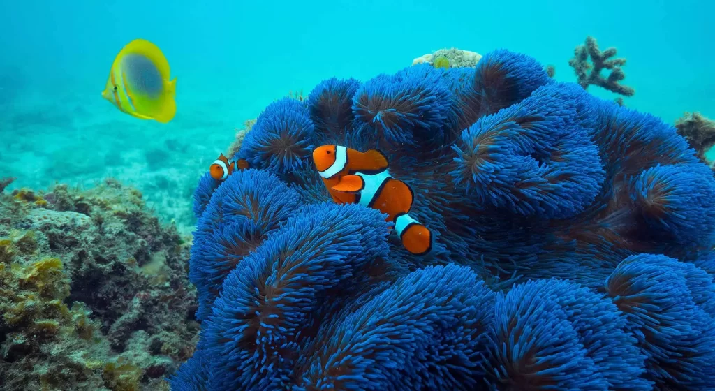 frankland islands nemo snorkel