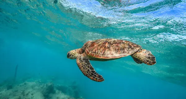 Turtle swimming at green island