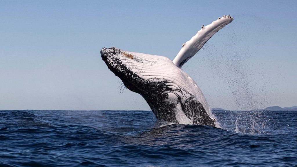 Whale Watching Byron Bay Day Tour