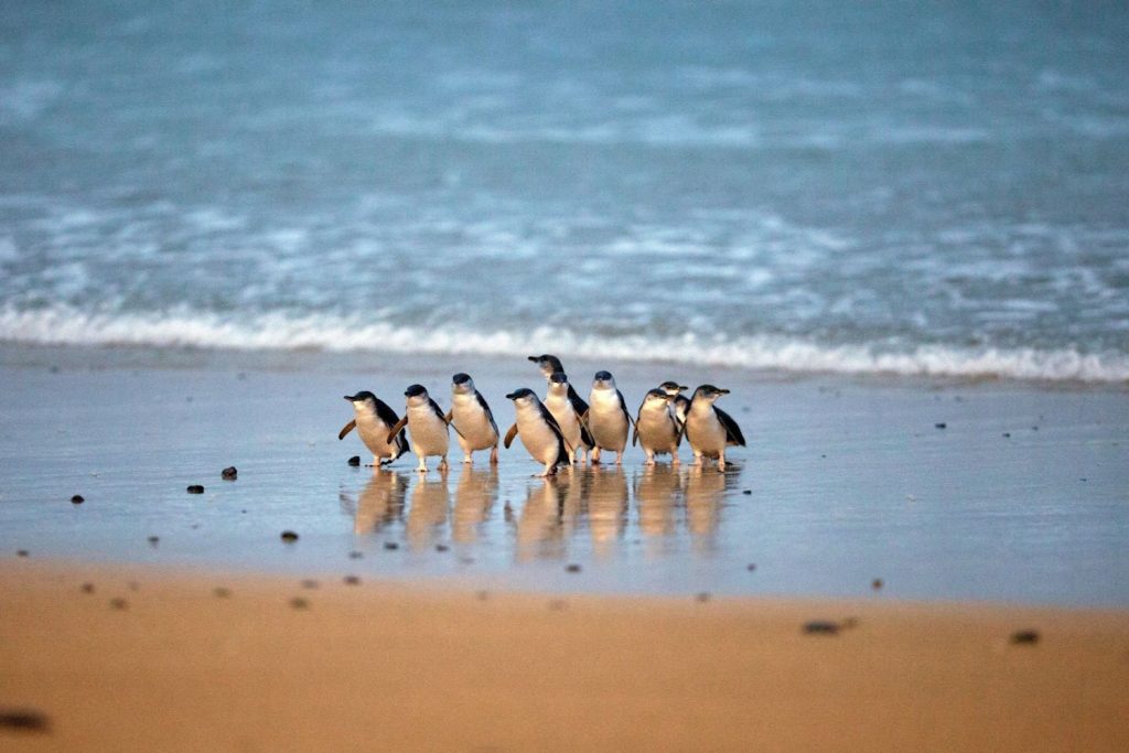 Phillip Island and Penguins General Viewing Day Tour