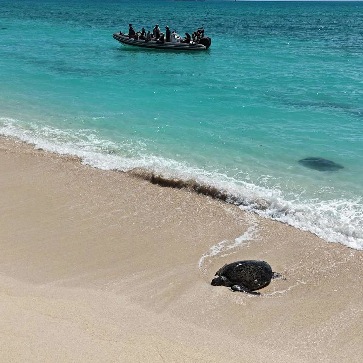 Archipelago Wildlife Explorer Tour